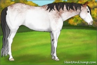 Horse Color:White Spotted Bay Splash Rabicano
