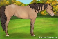 Horse Color:Amber Champagne 