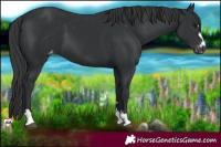 Horse Color:Black Appaloosa 