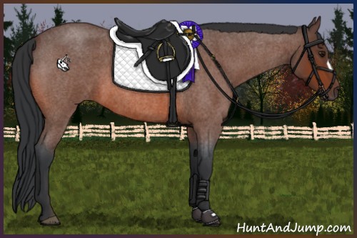 Horse Color:Bay Roan 