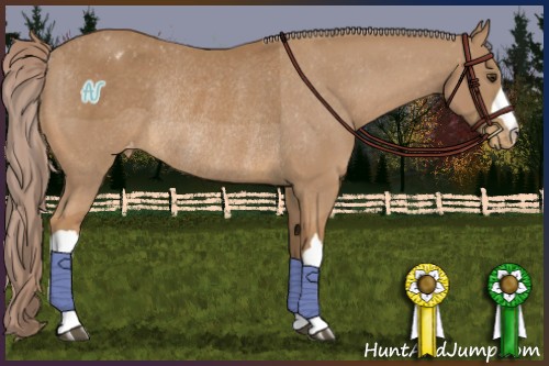 Horse Color:Palomino Appaloosa Rabicano 