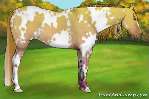 Horse Color:White Spotted Red Dun 