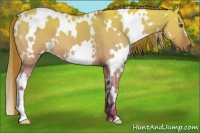 Horse Color:White Spotted Red Dun 