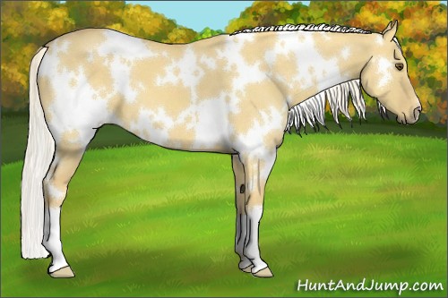 Horse Color:White Spotted Palomino Dun 