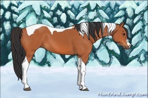 Horse Color:Bay Tobiano 