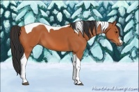 Horse Color:Bay Tobiano 