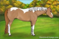 Horse Color:Chestnut Tobiano 