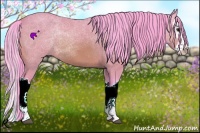 Horse Color:Watercolor Buckskin Splash 