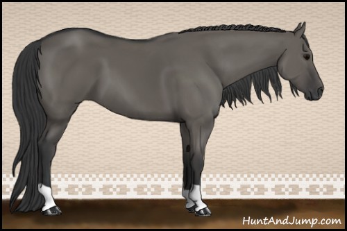 Horse Color:Grullo 