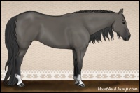 Horse Color:Grullo 
