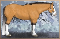 Horse Color:Buckskin Splash 