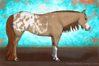 Horse Color:Red Dun Appaloosa 