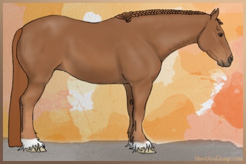 Horse Color:Chestnut 