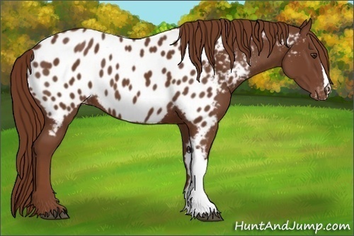 Horse Color:Chestnut Appaloosa