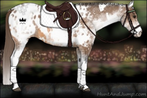 Horse Color:White Spotted Buckskin Blanket 