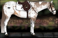 Horse Color:White Spotted Buckskin Appaloosa 