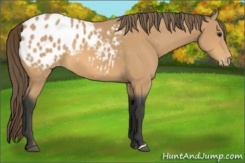 Horse Color:Buckskin Appaloosa 