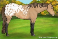 Horse Color:Buckskin Appaloosa 
