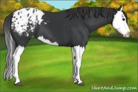 Horse Color:Black Splash Appaloosa 