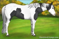 Horse Color:Black Splash Tobiano 