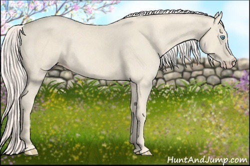 Horse Color:Cremello 