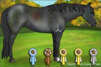 Horse Color:Black 