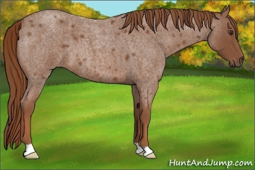 Horse Color:Red Roan 