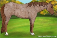 Horse Color:Red Roan