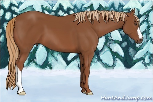Horse Color:Chestnut 
