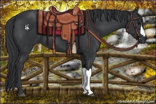 Horse Color:Black 