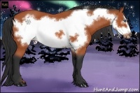 Horse Color:Bay Frame 