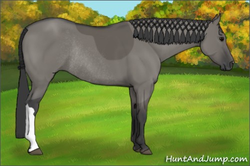 Horse Color:Grullo Rabicano