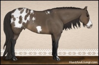 Horse Color:Brown Dun Frame Appaloosa Rabicano