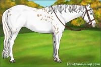 Horse Color:Palomino Near Leopard and Palomino Frame Near Leopard