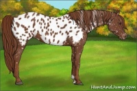 Horse Color:Chestnut Near Leopard