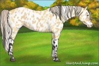 Horse Color:Palomino Appaloosa and Buckskin Appaloosa