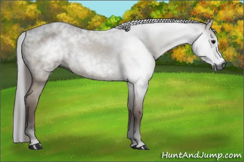 Horse Color:Gray Bay Dun