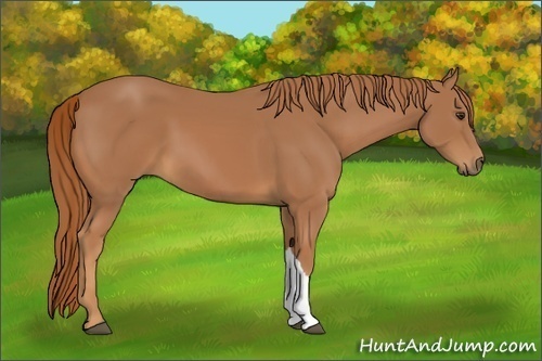 Horse Color:Chestnut 