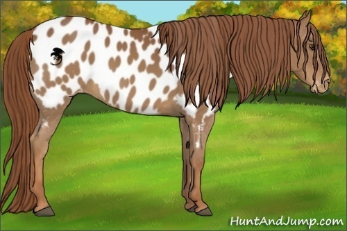 Horse Color:Chestnut Appaloosa 