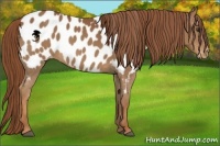 Horse Color:Chestnut Appaloosa