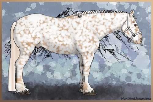 Horse Color:Chestnut Snowflake Varnish