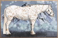 Horse Color:Chestnut Appaloosa