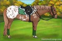 Horse Color:Chestnut Blanket Rabicano 