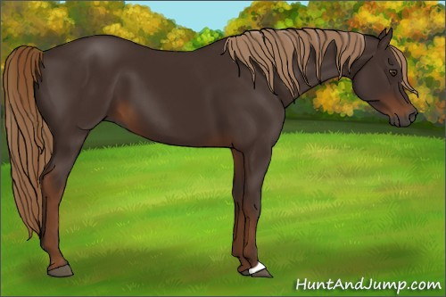 Horse Color:Gray Chestnut 