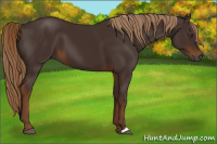 Horse Color:Gray Chestnut 