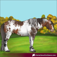Horse Color:White Spotted Brown Frame Appaloosa Rabicano and White Spotted Brown Frame Appaloosa Rabicano