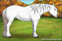 Horse Color:White Spotted Brown Frame Appaloosa Rabicano  and White Spotted Brown Frame Appaloosa Rabicano 
