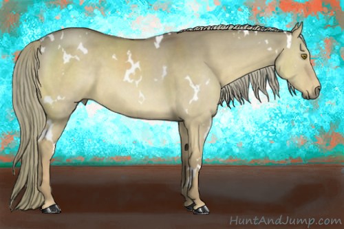Horse Color:White Spotted Red Dun 