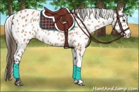 Horse Color:Buckskin Leopard
