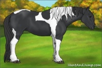 Horse Color:Black Tobiano 